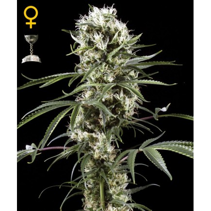 Super Lemon Haze